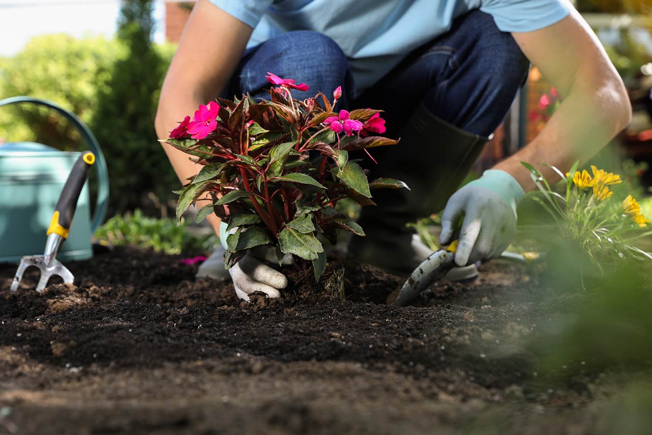 Man planting flowers outdoors, closeup